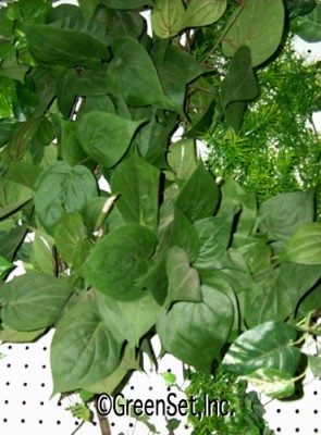 Philodendron Bush