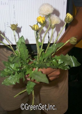 Silk Dandelion Bush