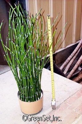 Horsetail