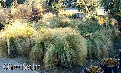 Feather Grass