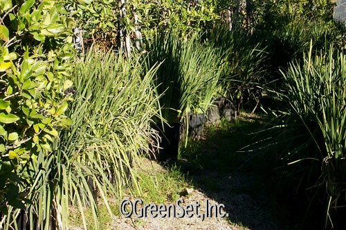 Moraea Grass