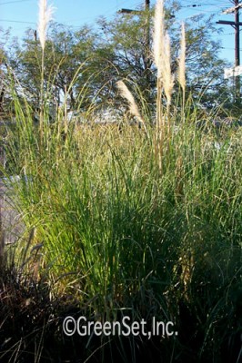 Pampas Grass