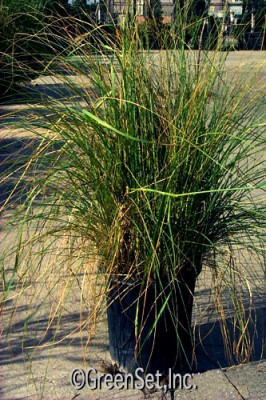 Pennisetum Grass