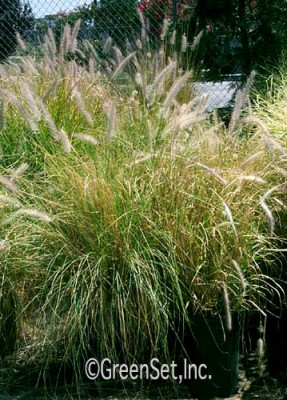 Pennisitum Grass