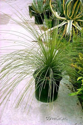 Mexican Grass