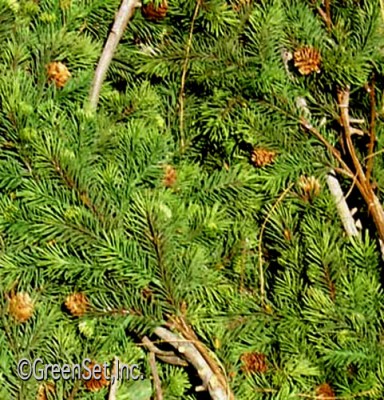 Artificial Green Pine Foliage