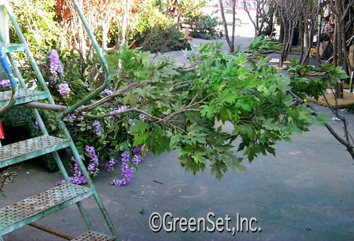 Rock Maple Branch