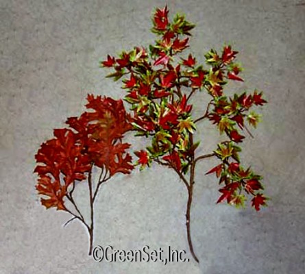 Silk Pin Oak, Japanese Maple