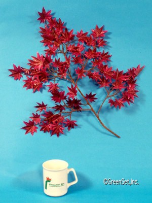 Japanese Red Maple