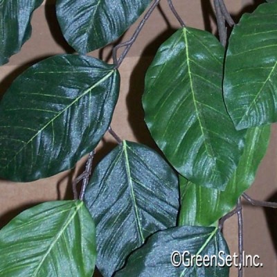 Banyan Foliage CU