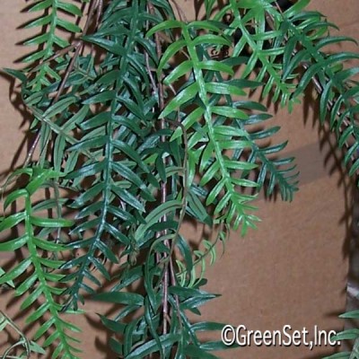 Pepper Tree Foliage CU