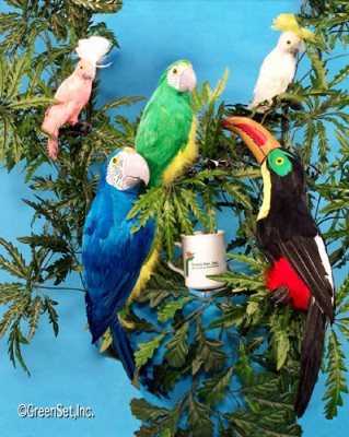 Parrots