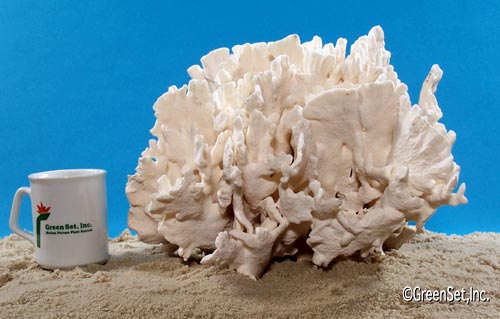 Cabbage Leather Coral