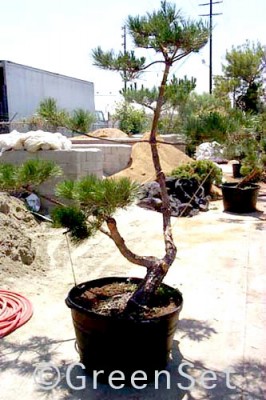 Bonsai: Black Pine #28