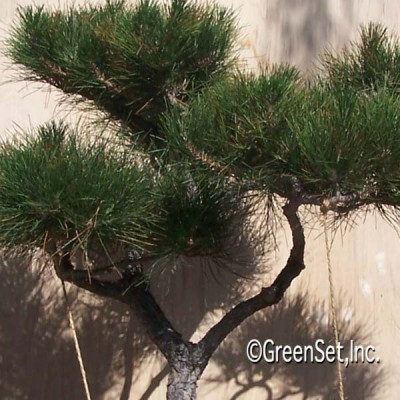 Bonsai: Black Pine #2 CU