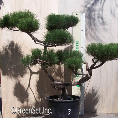 Bonsai: Black Pine #3