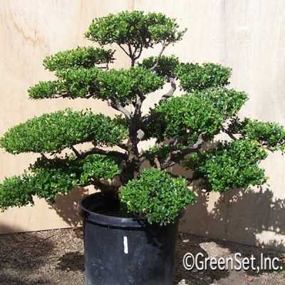 Bonsai: Boxwood #1