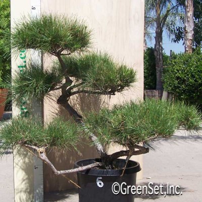 Bonsai: Black Pine #6