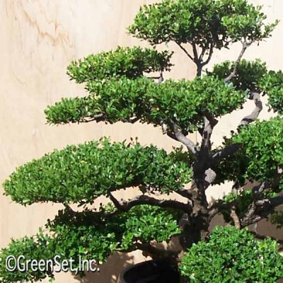 Bonsai: Boxwood #1 CU