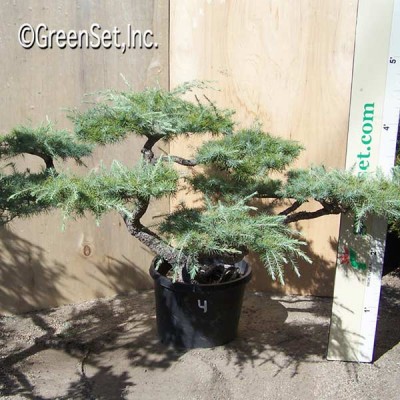 Bonsai: Deodara Cedar #4