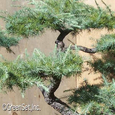 Bonsai: Deodara Cedar #4 CU