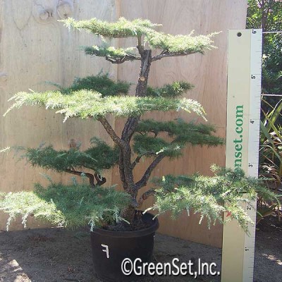 Bonsai: Deodara Cedar #7