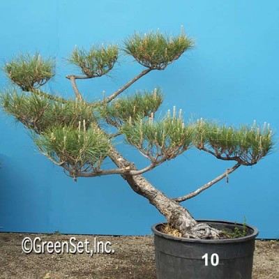 Bonsai: Black Pine #10