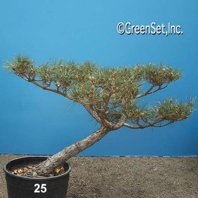 Bonsai: Black Pine #25