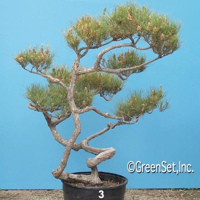 Bonsai: Black Pine #3