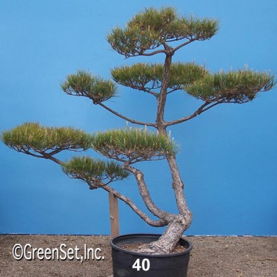 Bonsai: Black Pine #40