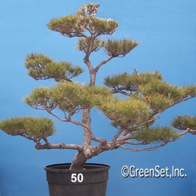 Bonsai: Black Pine #50