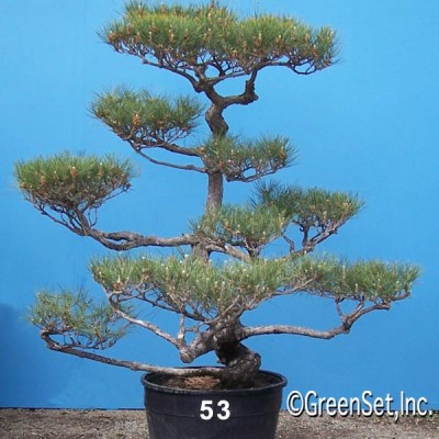 Bonsai: Black Pine #53