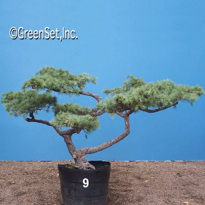 Bonsai: Deodara Cedar #9