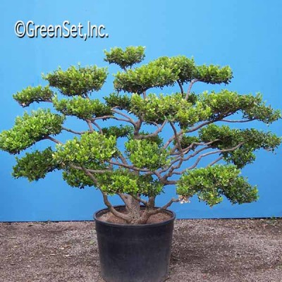 Bonsai: Boxwood 2