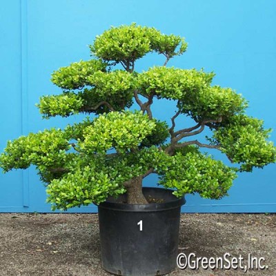 Bonsai: Boxwood #1