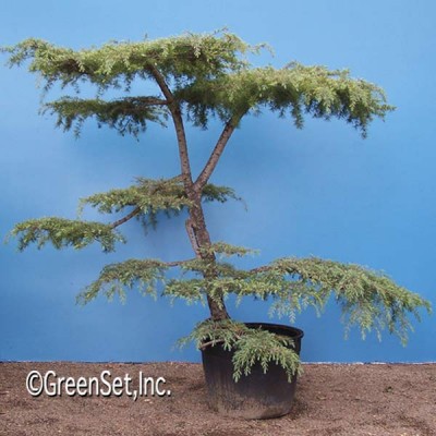 Bonsai: Deodara Cedar