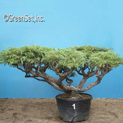 Bonsai: Deodara Cedar #1