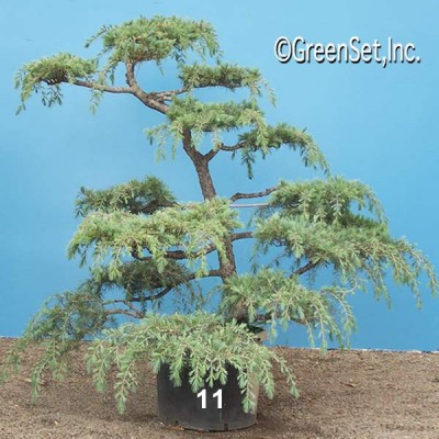 Bonsai: Deodar Cedar #11