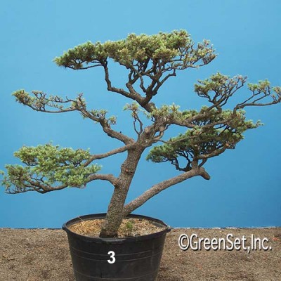 Bonsai: Deodar Cedar #3