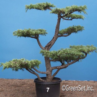 Bonsai: Deodar Cedar #7