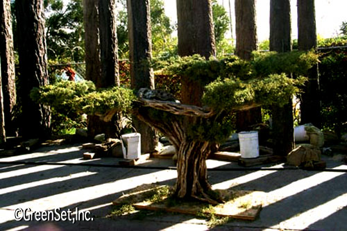 Built Juniper Bonsai