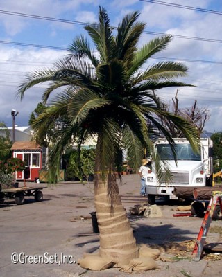 Date Palm Tree