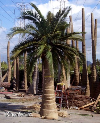 Date Palm Tree