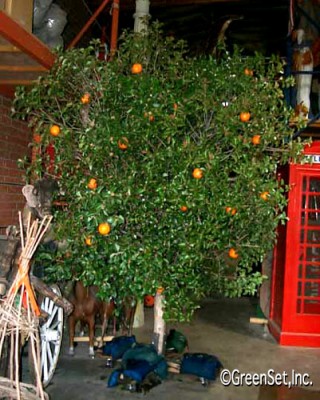 Orange Tree with Sumac