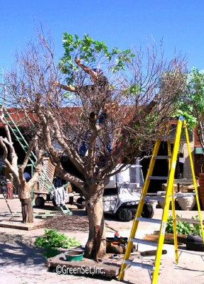 Pecan Tree