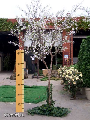 White Cherry Blossom Tree