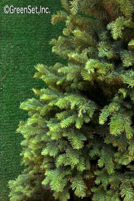 Noble Fir close up