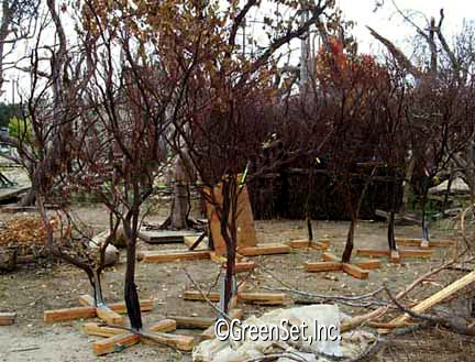 Manzanita Trees