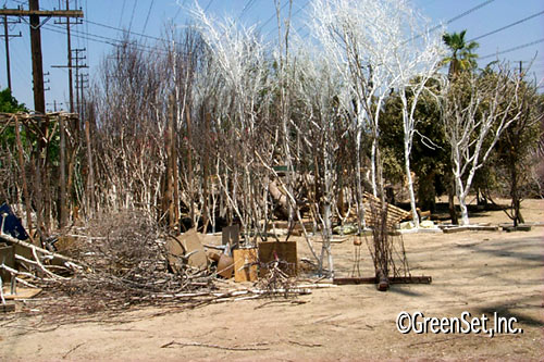 Assorted Cut Trees