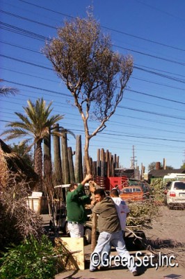 Cut Scrub Oak